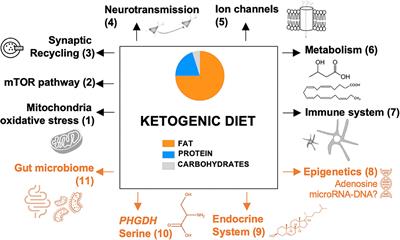 The Ketogenic Diet Revisited: Beyond Ketones